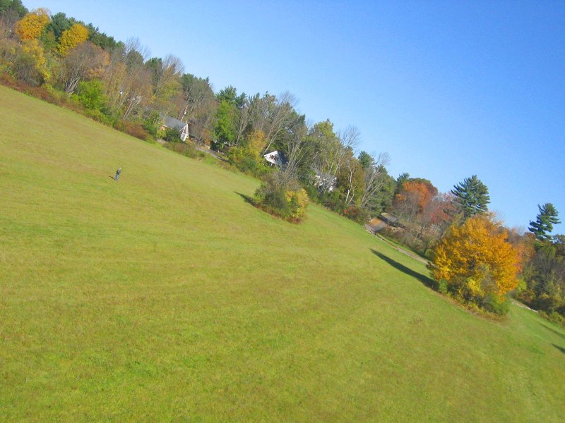 Cow Common Self Portrait